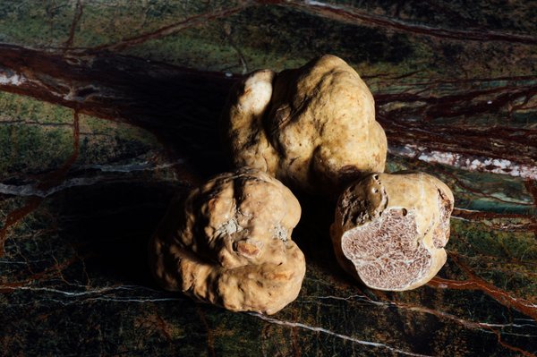 Tout savoir sur la truffe : saveurs, choix et qualité