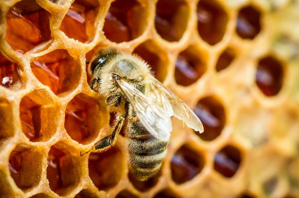 Soutenez les abeilles : parrainage de ruche à strasbourg